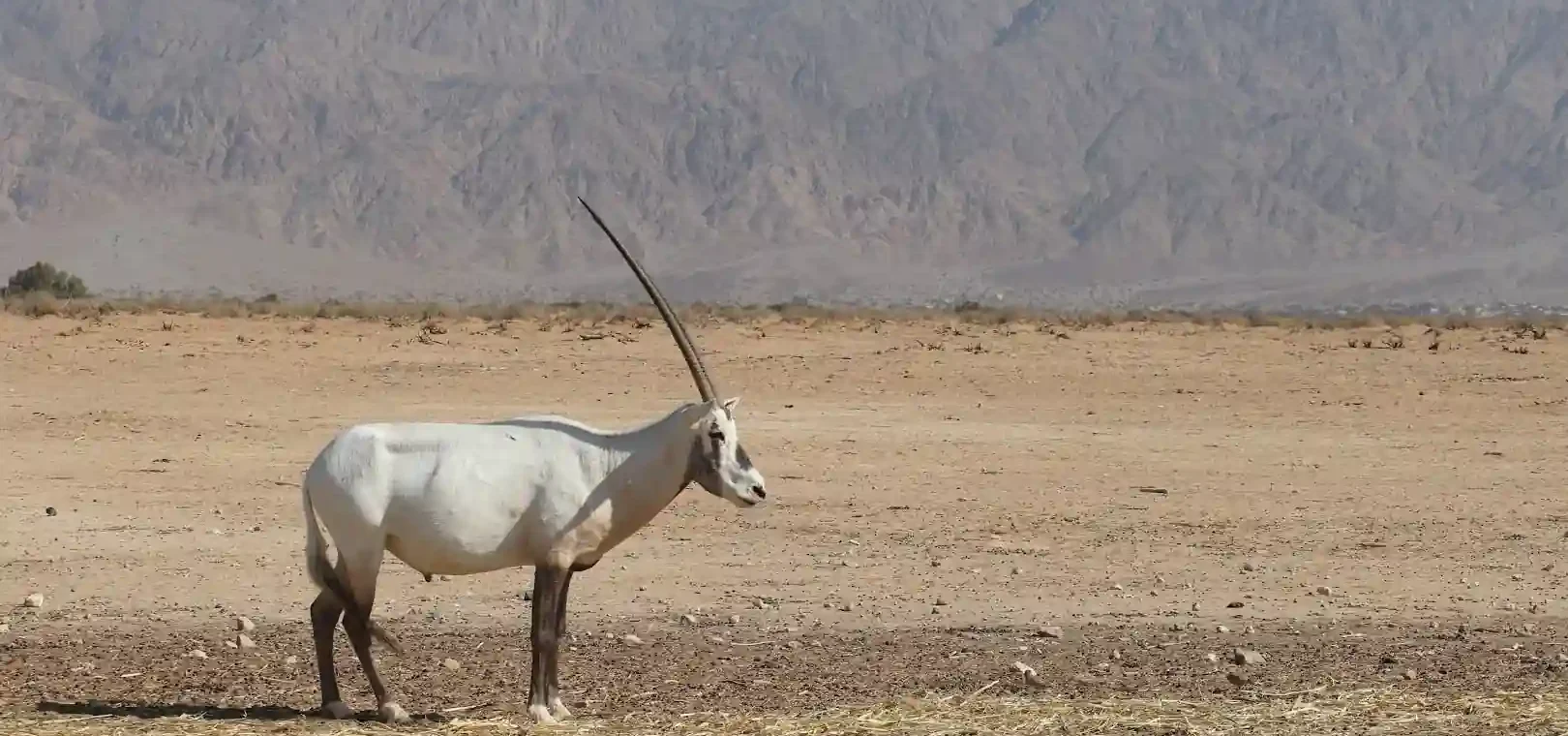 Yotvata Hai-Bar Nature Reserve