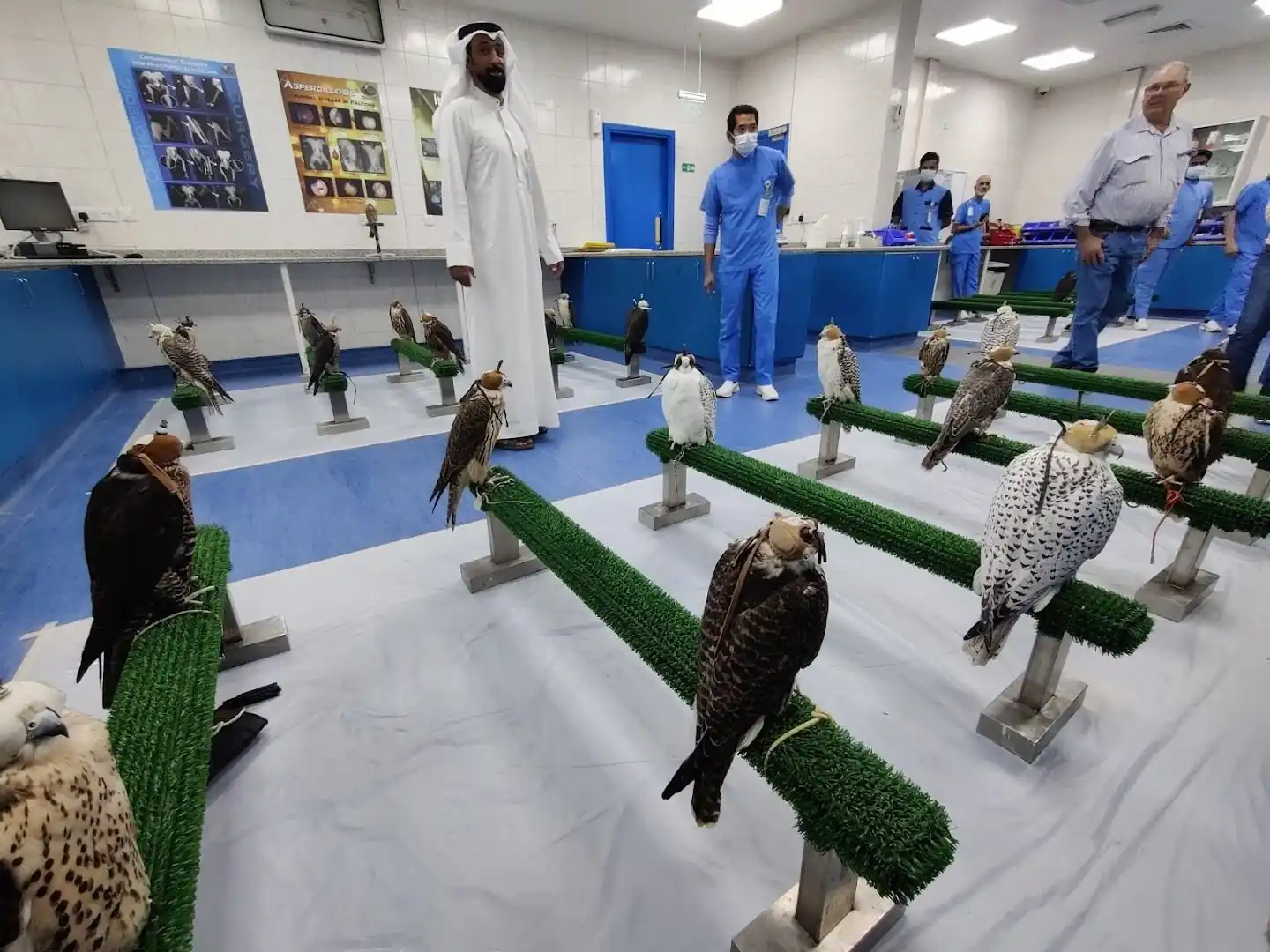 Abu Dhabi Falcon Hospital, Al Shamkhah