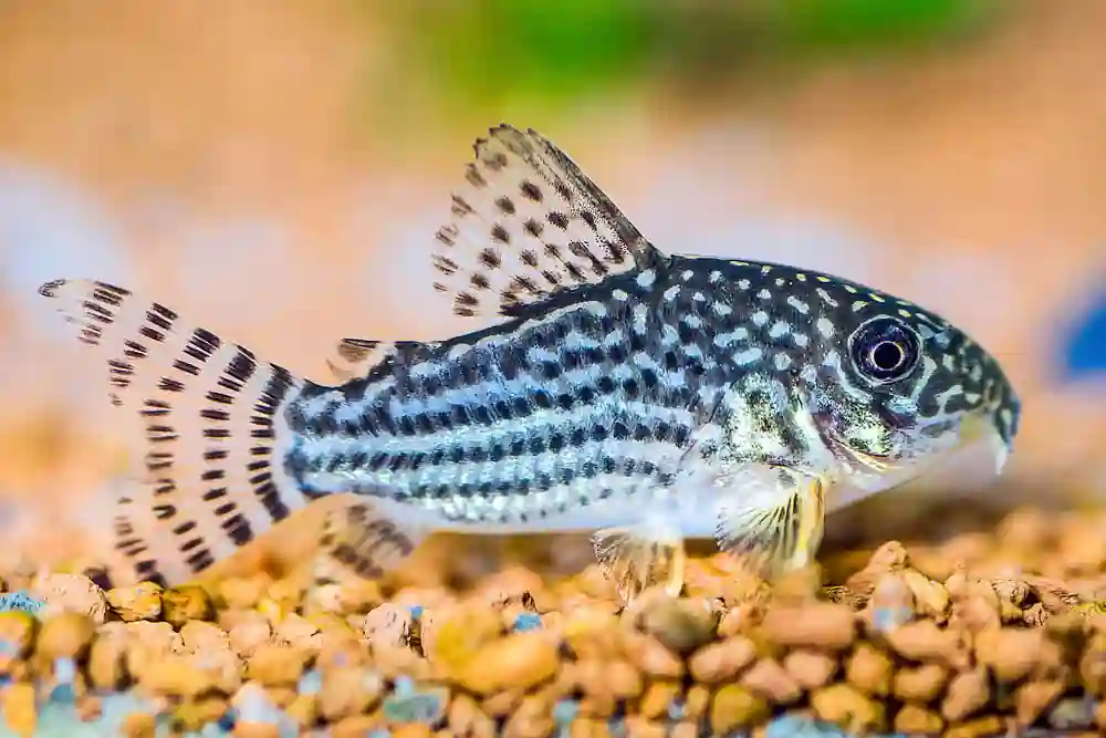 Best Fish to Keep with a Betta Corydoras Catfish