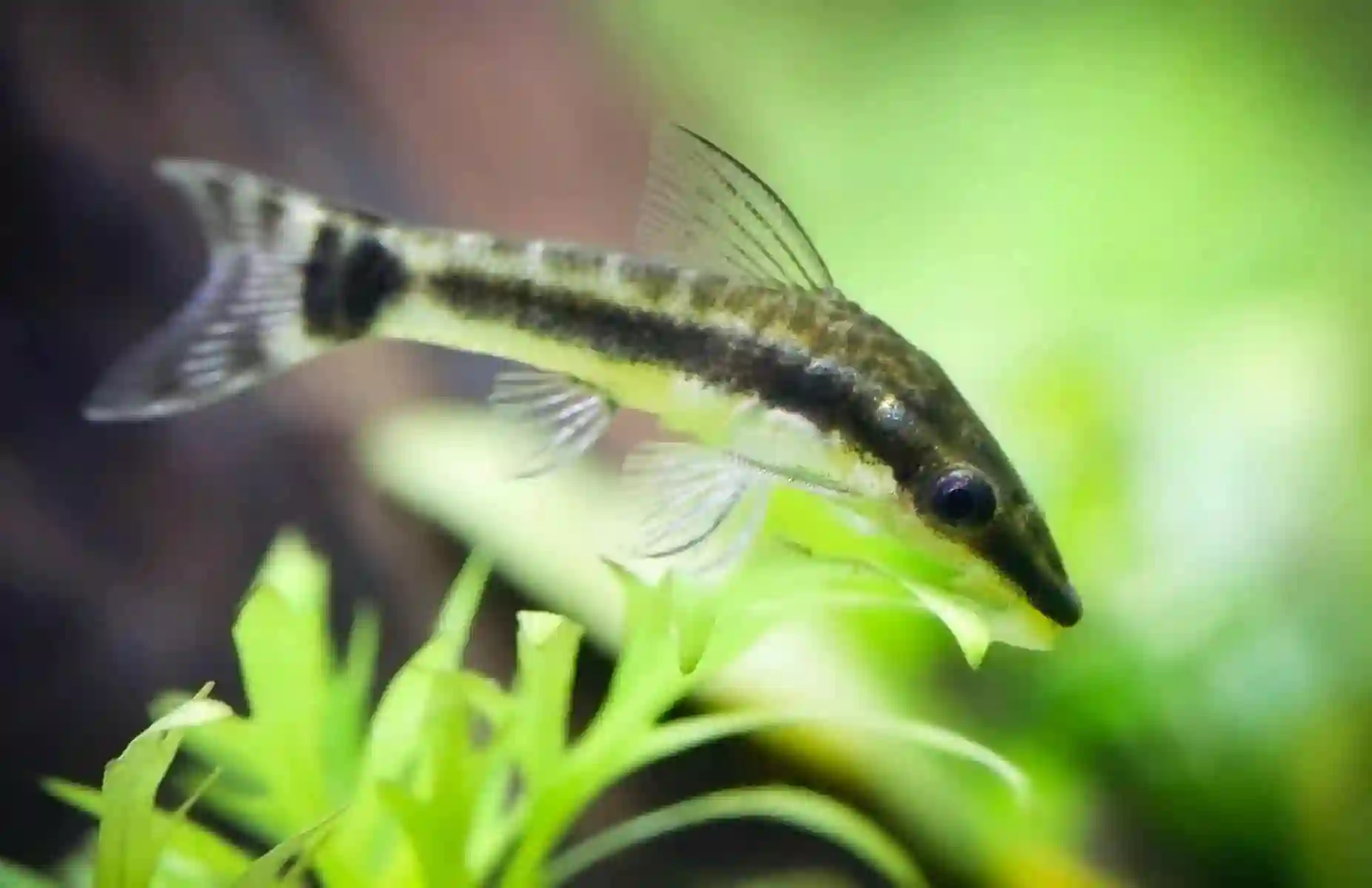 Best Fish to Keep with a Betta Otocinclus Catfish