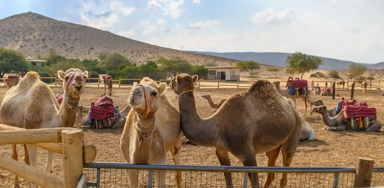 Camel Ranch