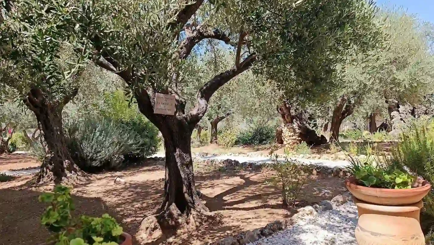 Garden of Gethsemane