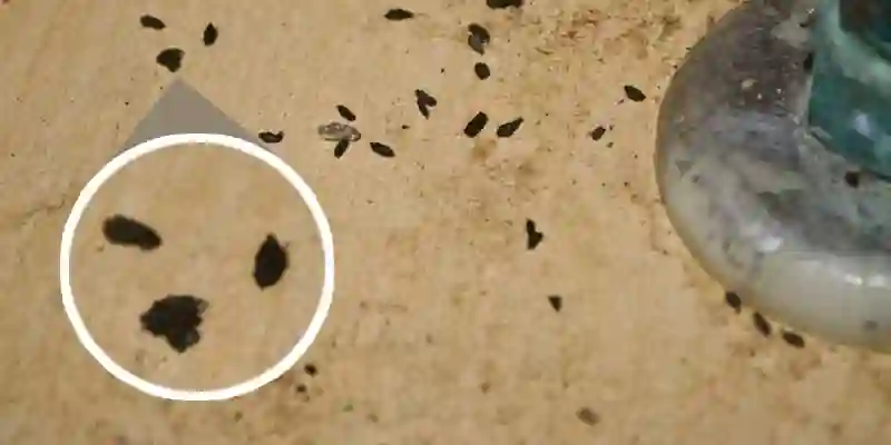 General Appearance of Rat Poop