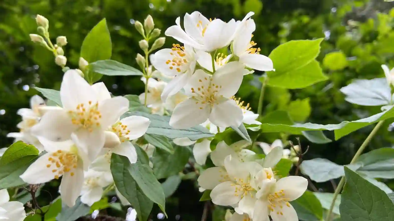 Jasmine Varieties and Their Unique Scents