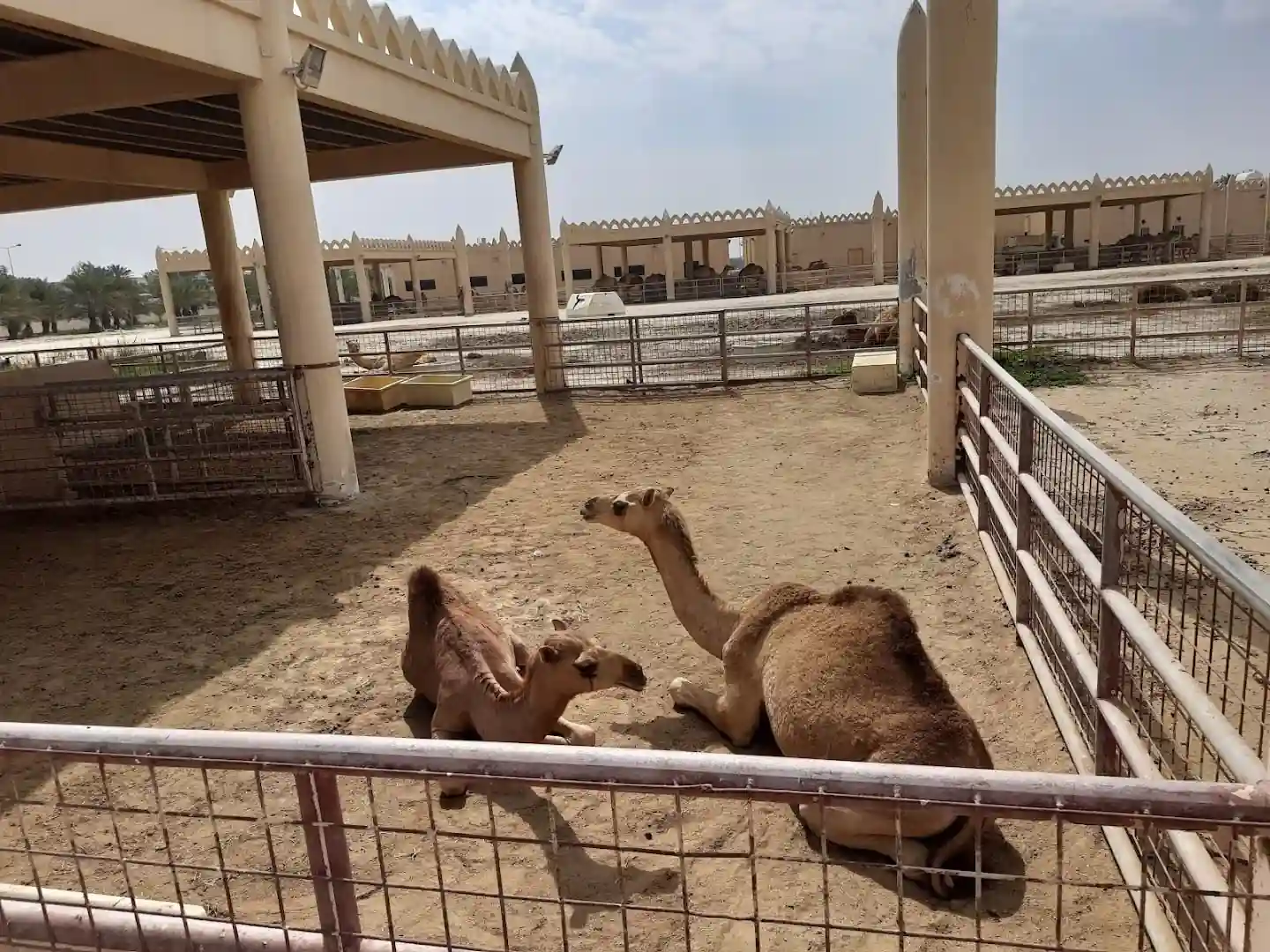 Tree of Life & Camel Farm