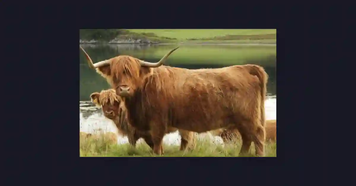 What Are Highland Cows Used For
