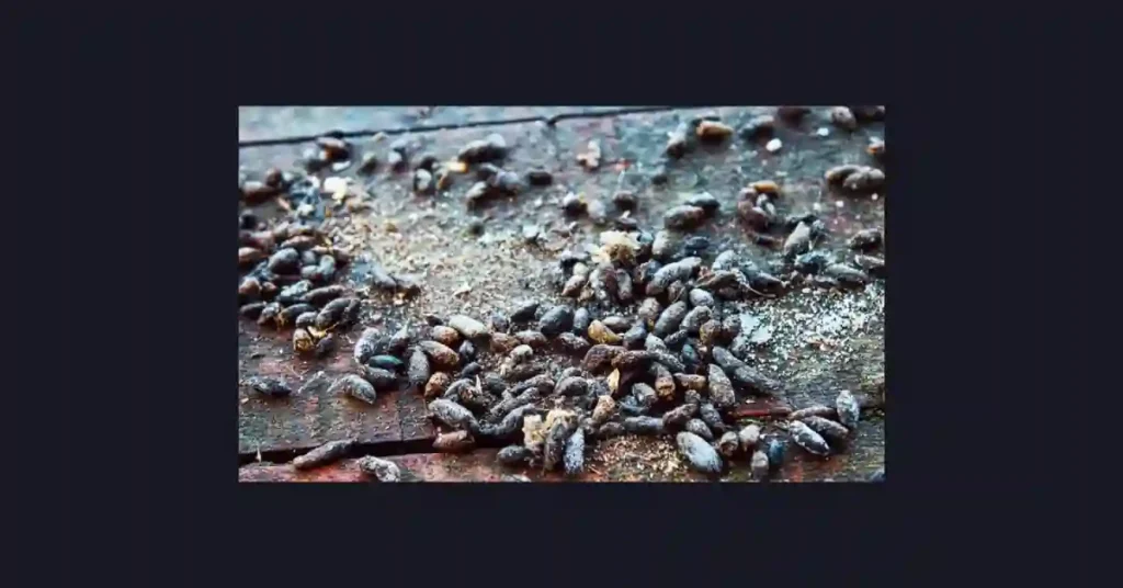 What Does Rat Poop Look Like