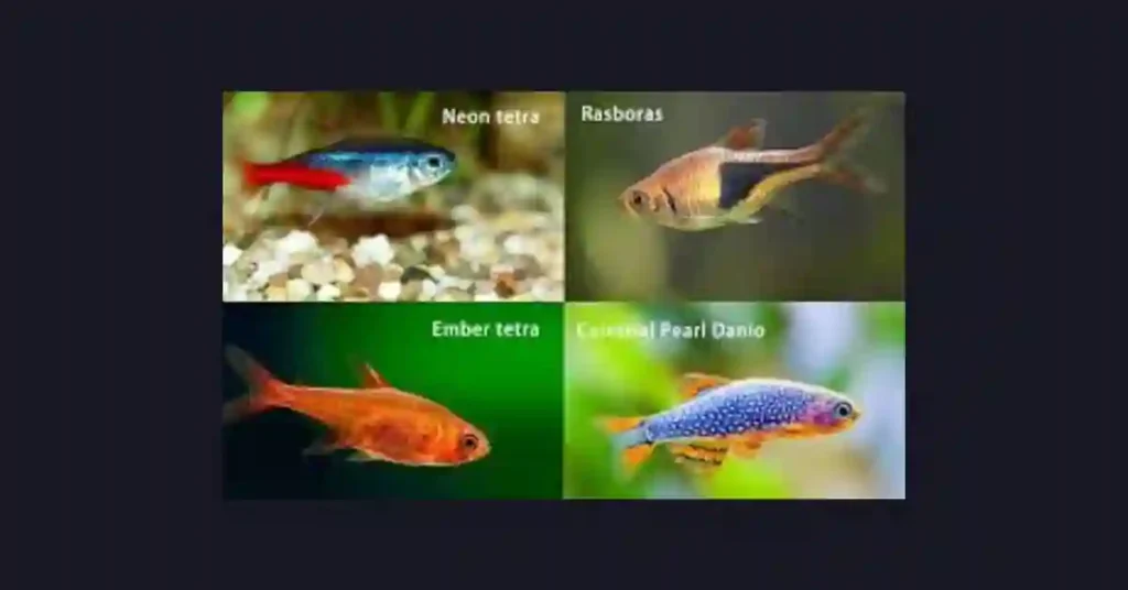 What Fish Can Be with a Betta